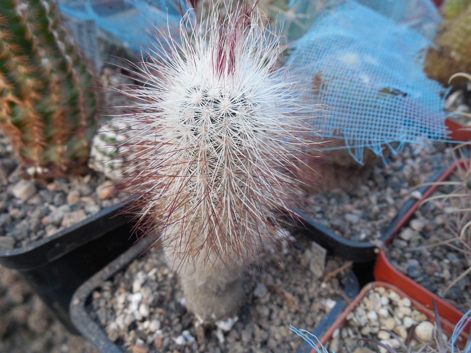 Echinocereus  canus (russanthus - v. neocapillus) - Solitario, Tx.  - MG -