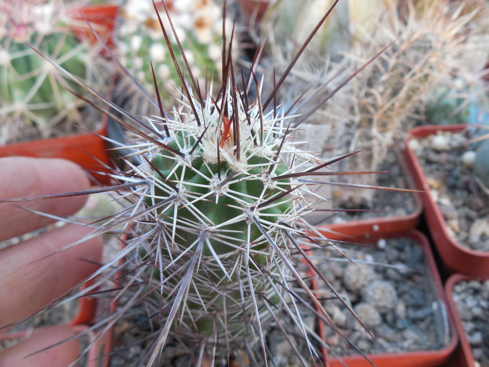 Echinocereus engelmanii - v. variegatus SB 481 (18) - Houserock Valley, red spines - (to - 23*C) MG -