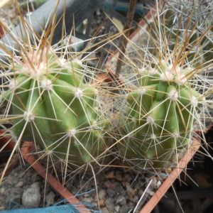 Echinocereus enneacanthus SB 700 - Cuchillo, Coah.  - massive spines - MG -