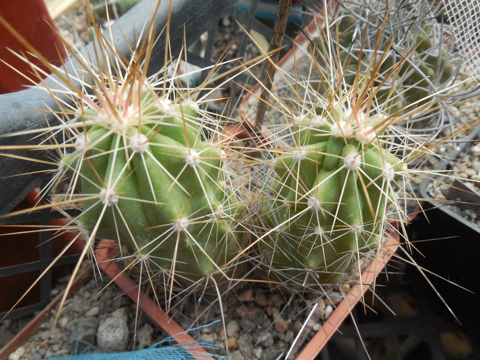 Echinocereus enneacanthus SB 700 - Cuchillo, Coah.  - massive spines - MG -