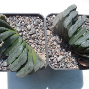 Haworthia truncata - Kohres -