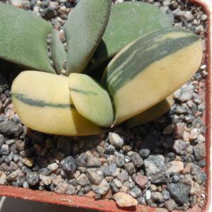 Gasteria hybr. variegated (ex.Cactus-Nishi) Japan