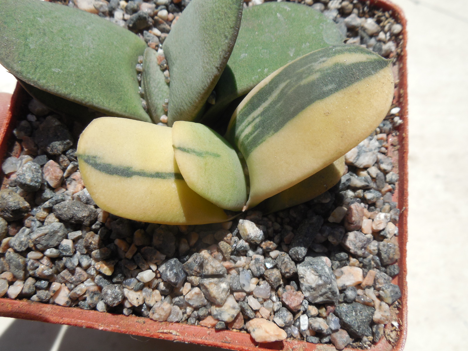 Gasteria hybr. variegated (ex.Cactus-Nishi) Japan