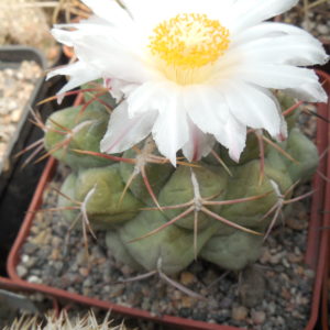 Thelocactus hexaedrophorus