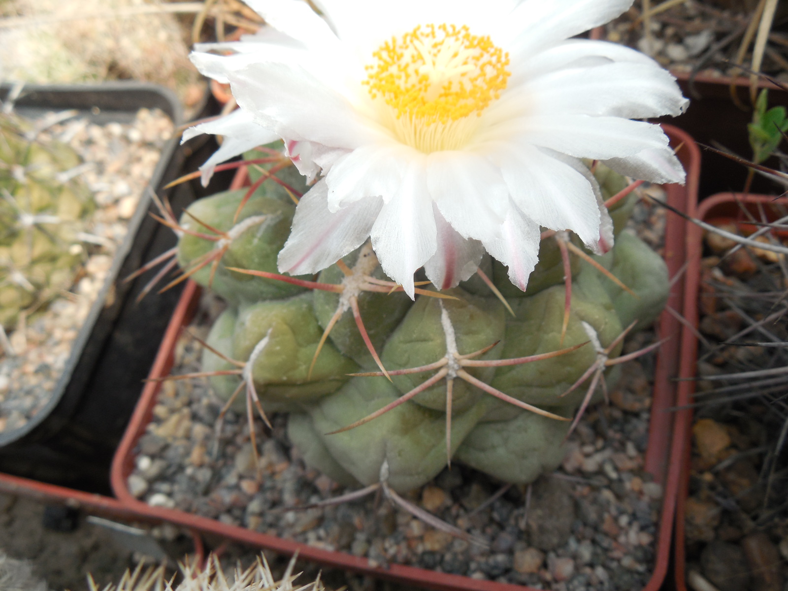 Thelocactus hexaedrophorus