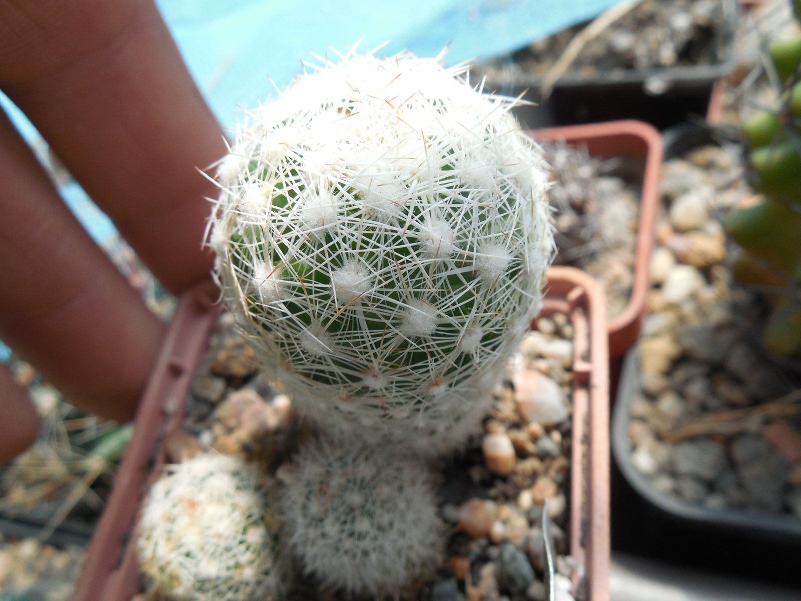 Escobaria vivipara - v. bisbeana SB 1904 - e Tucson, Az. - MG -