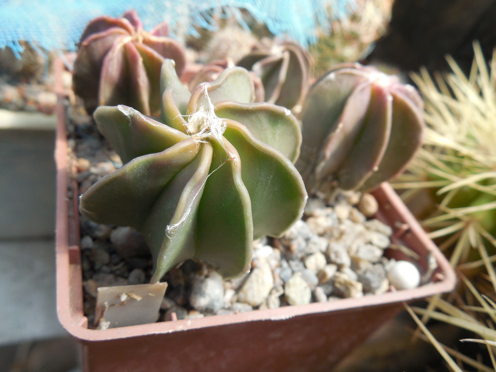 Astrophytum crassispinum - El Socoro - Kohres -