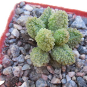 Adromischus marianiae - v.herrei "Green"