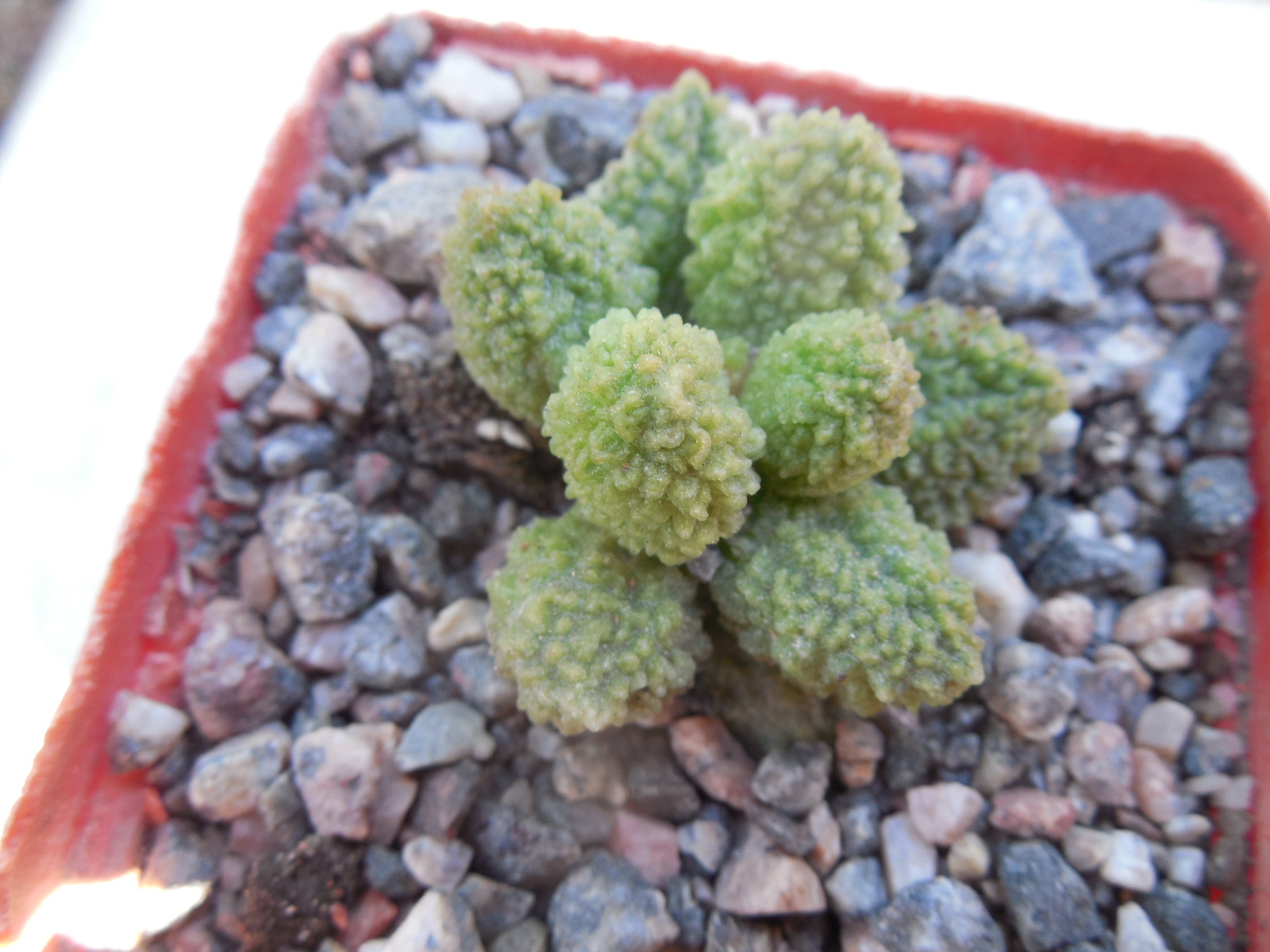 Adromischus marianiae - v.herrei "Green"