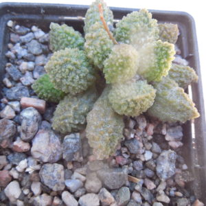 Adromischus marianiae - v.herrei "Green"