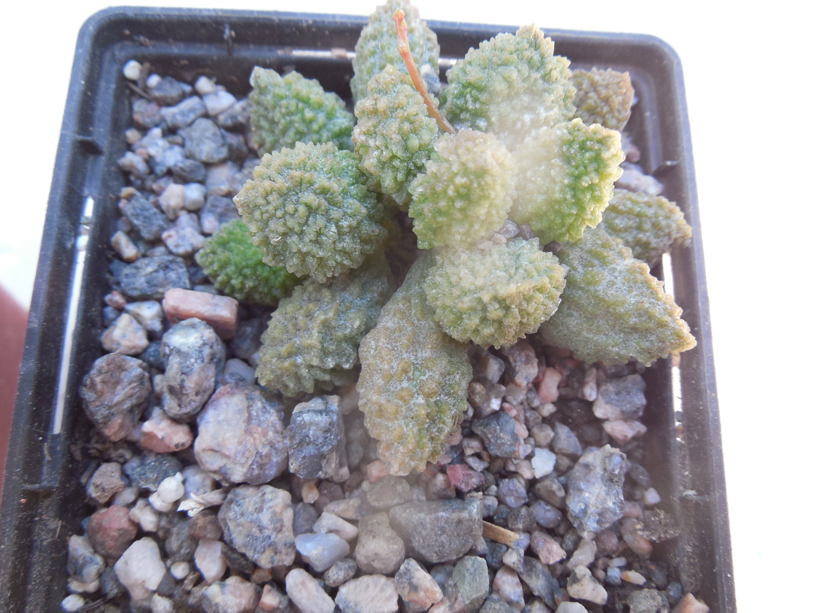 Adromischus marianiae - v.herrei "Green"
