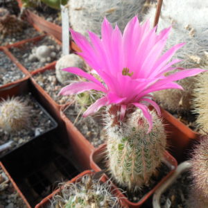 Echinocereus bristolii WM 9450 - El Novillo, Sonora - MG -