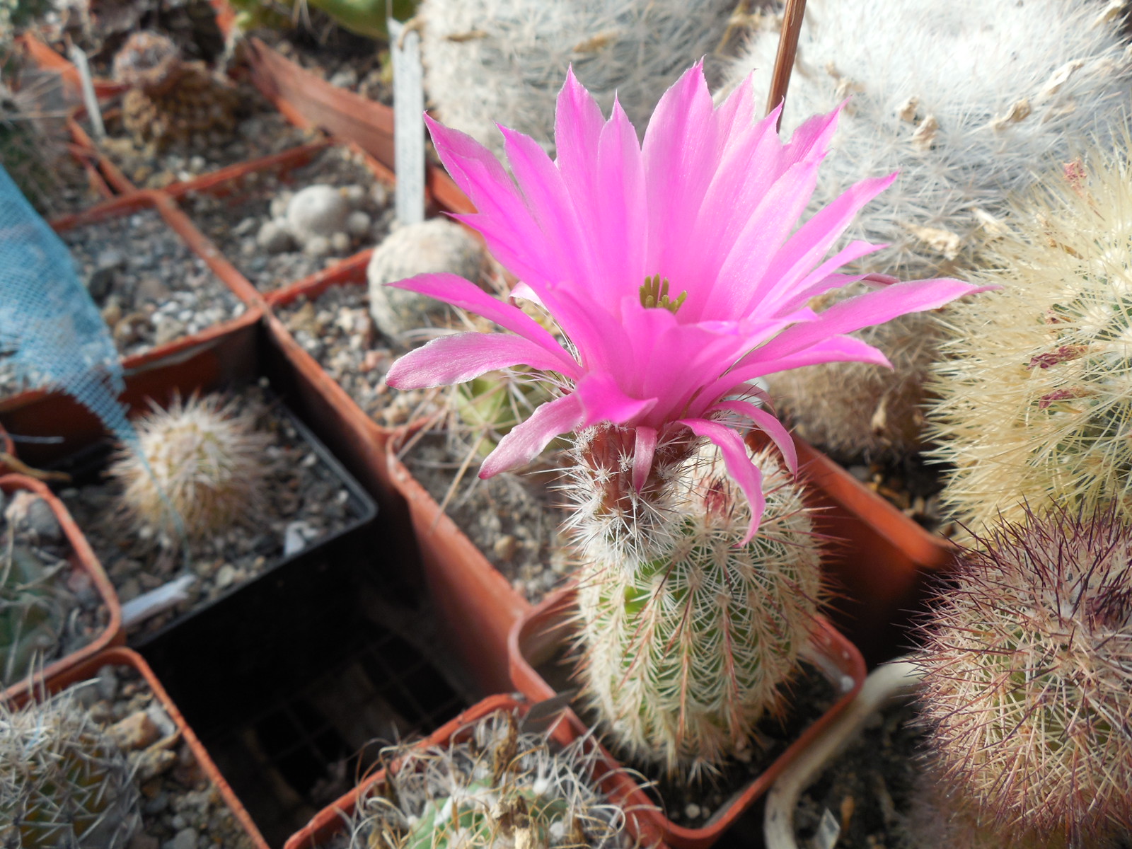 Echinocereus bristolii WM 9450 - El Novillo, Sonora - MG -