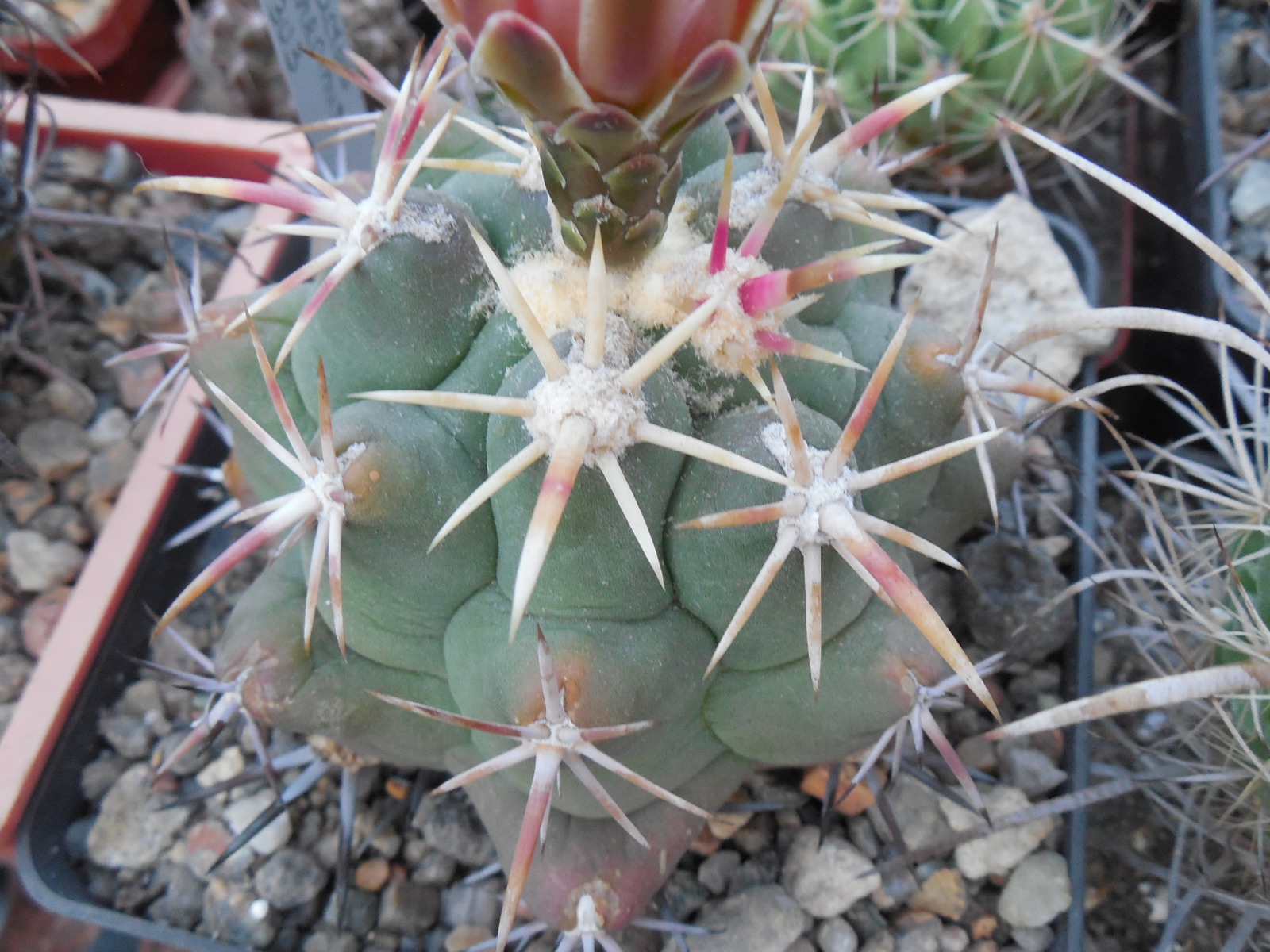 Thelocactus heterochromus P 303 - Piltz -
