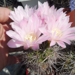 Gymnocalycium horridispinum - v. longispinum - MG -