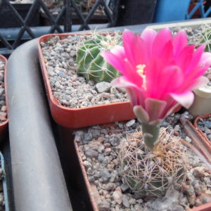 Gymnocalycium baldianum JPR 95 - 179/550 - El Alto, Catamarca, 1100 m.