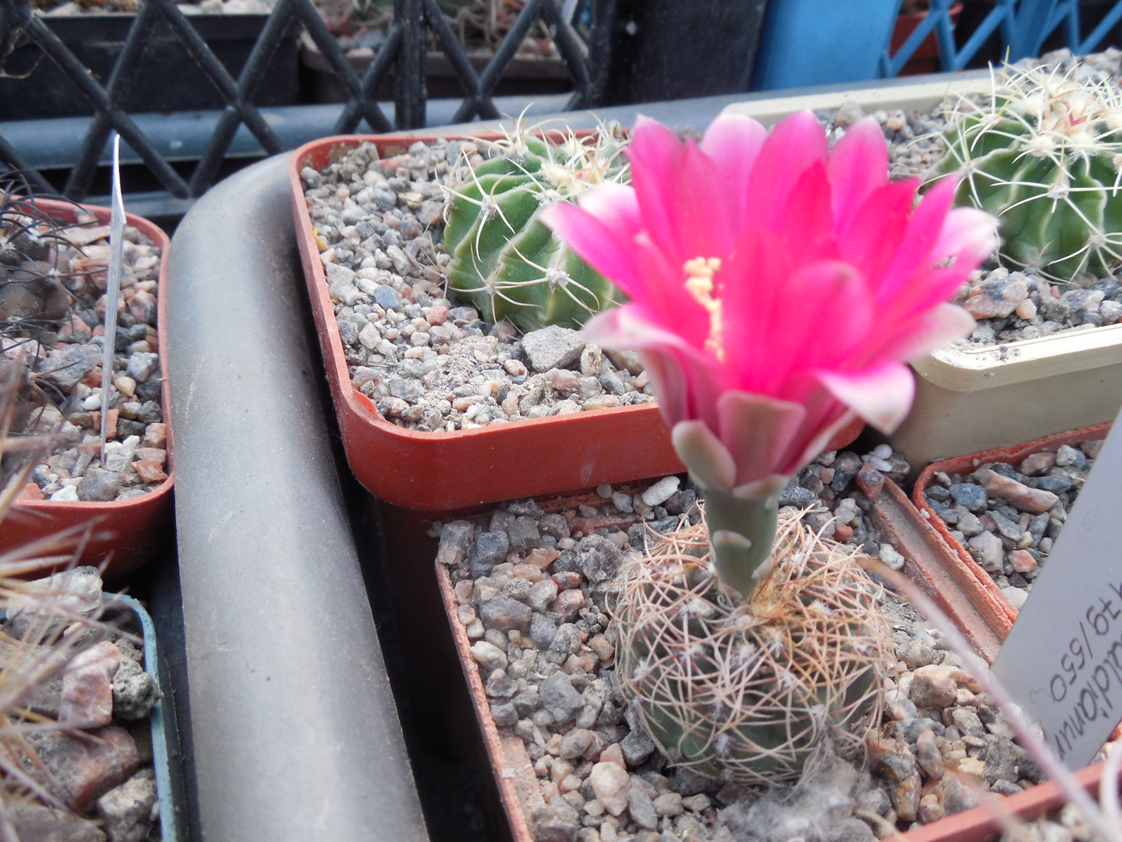 Gymnocalycium baldianum JPR 95 - 179/550 - El Alto, Catamarca, 1100 m.