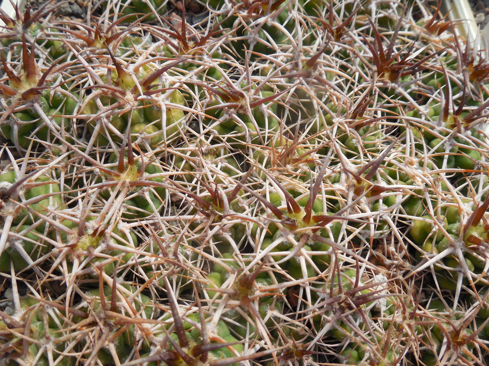Gymnocalycium ferox - v.ferocior - радянська селекція х ferocior STO 866