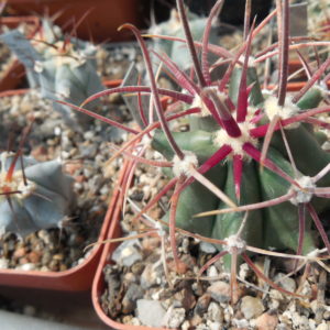 Ferocactus acanthodes - Cactus Store -