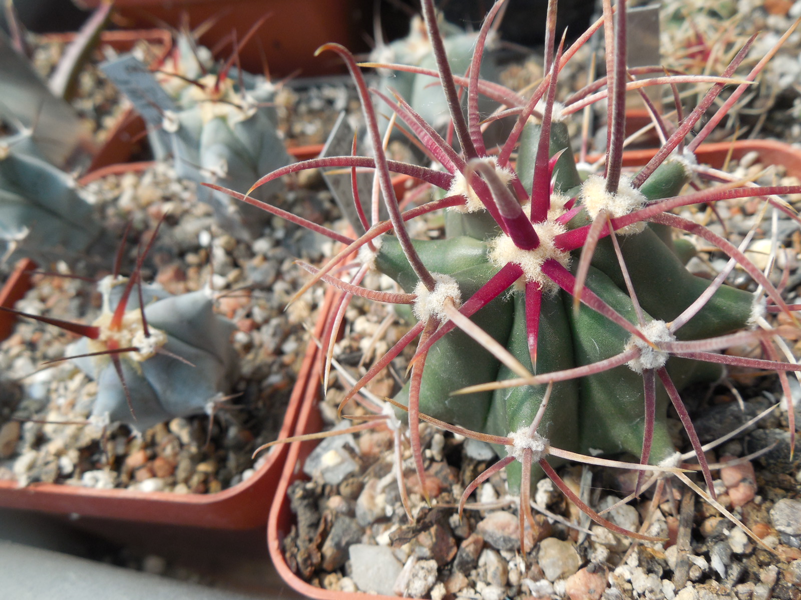 Ferocactus acanthodes - Cactus Store -