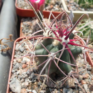 Ferocactus acanthodes - Cactus Store -