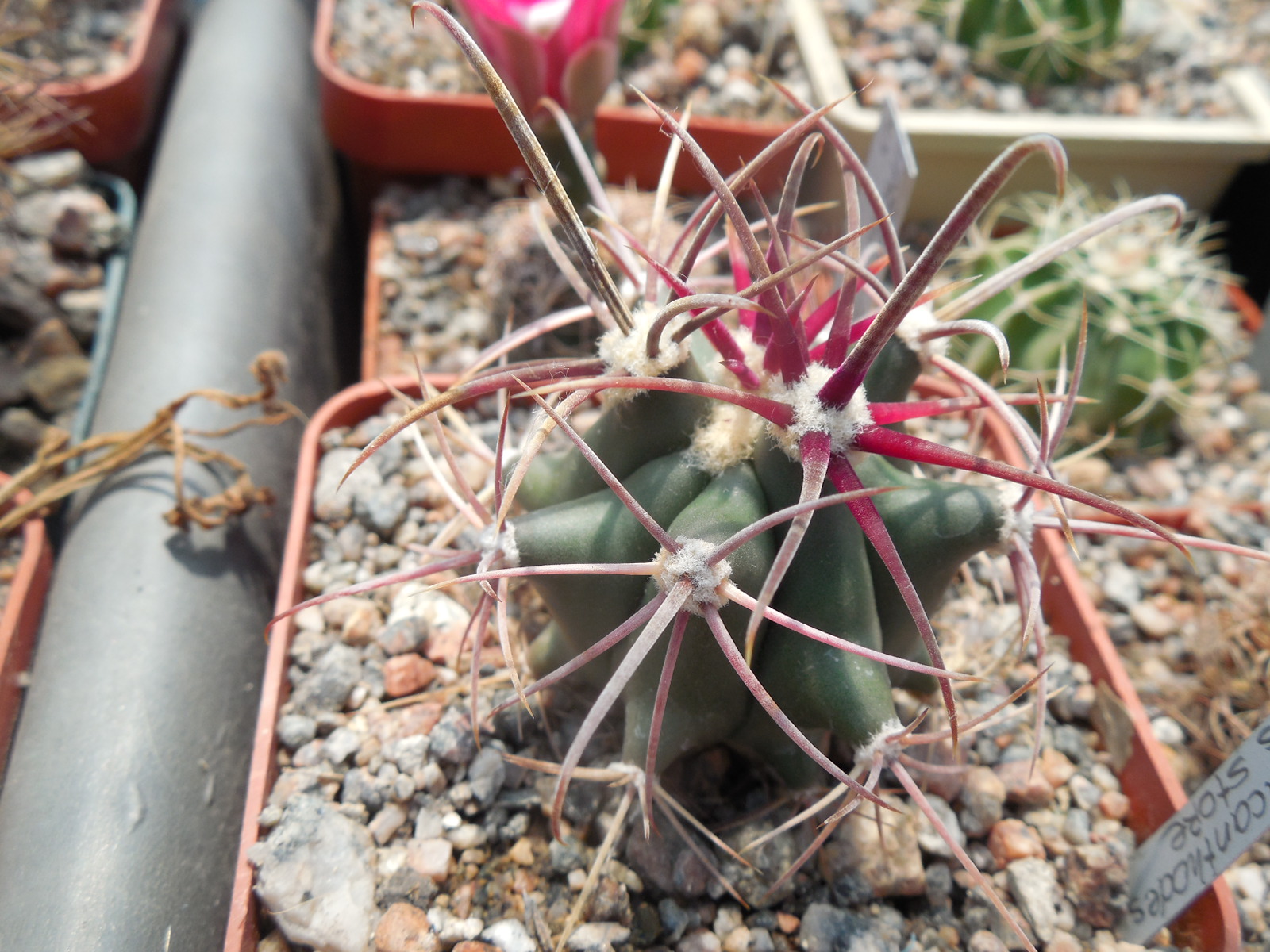 Ferocactus acanthodes - Cactus Store -
