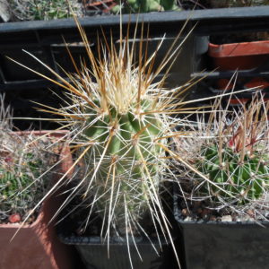 Echinocereus nicholii  SB 1933 - w. Sonoita, Sonora, - MG -