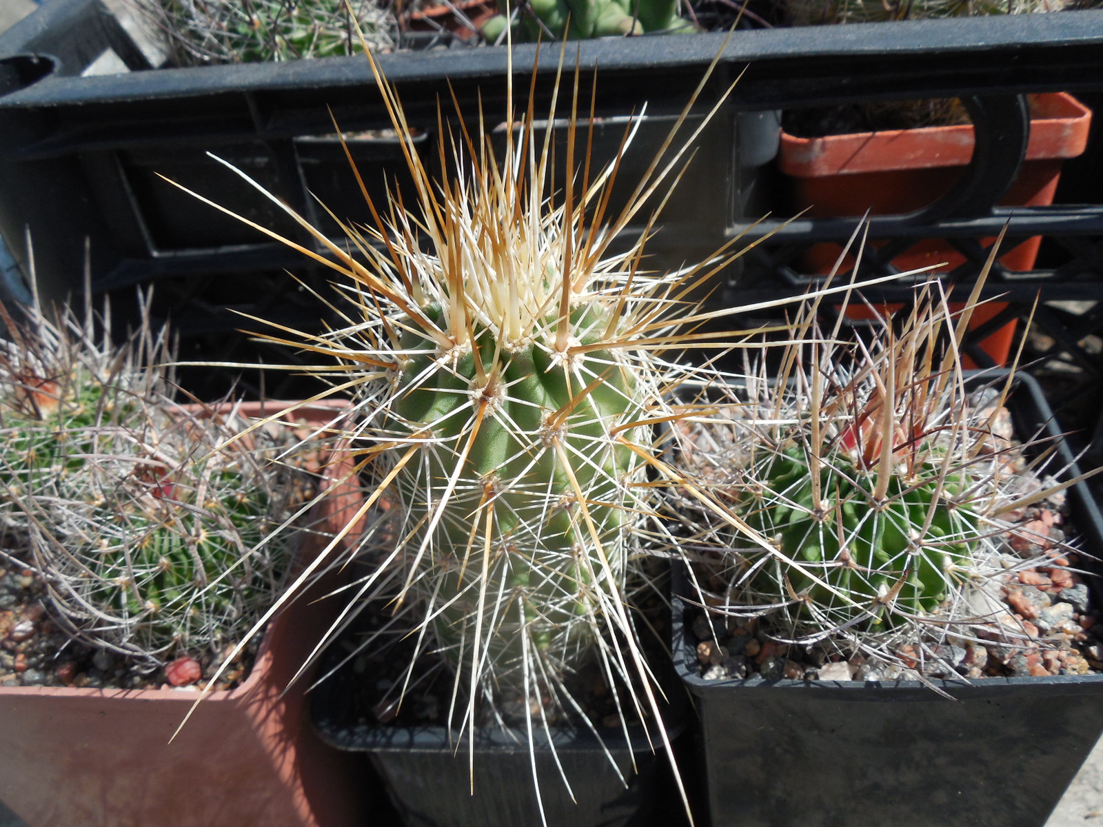 Echinocereus nicholii  SB 1933 - w. Sonoita, Sonora, - MG -