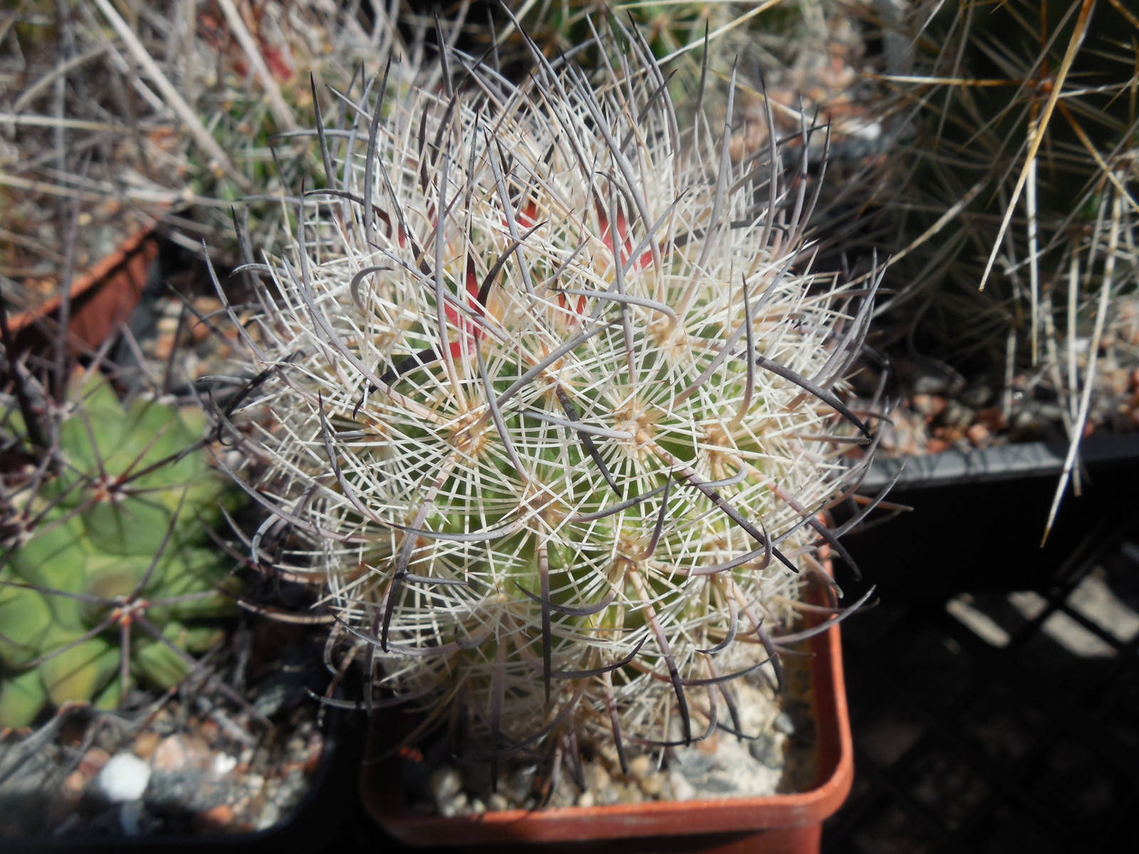 Echinomastus unguispinus  GL 607 - s Jimenez, Chih. MG -  not grafted -