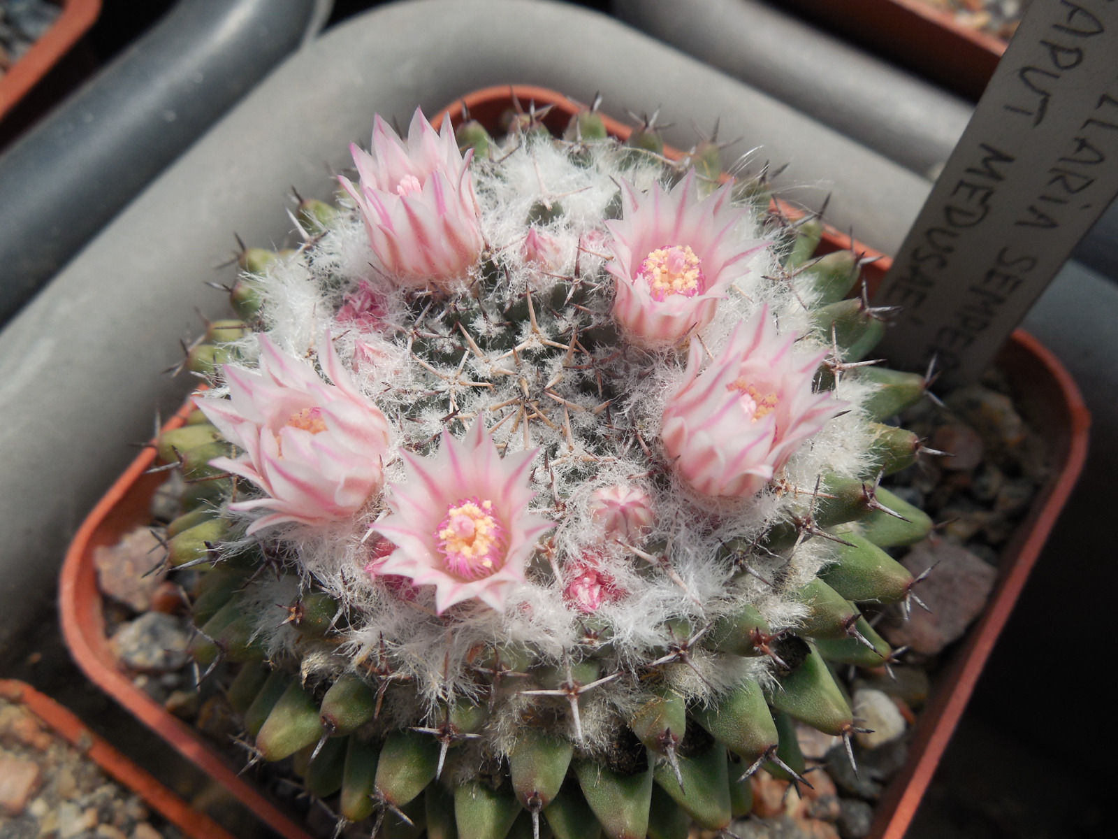 Mammillaria sempervivi - "Caput Medusae"