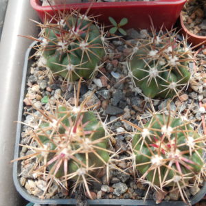 Ferocactus fordii - small form, miniature  - MG -
