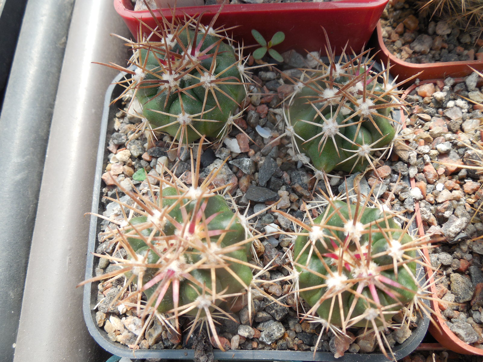 Ferocactus fordii - small form, miniature  - MG -