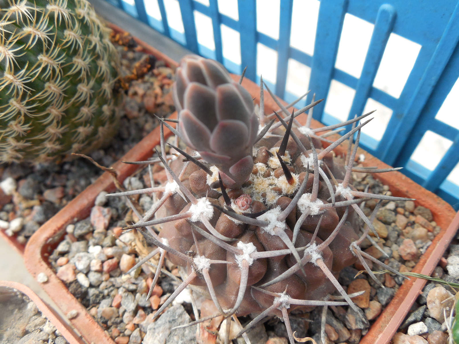 Gymnocalycium piltziorum P 38 - Piltz -