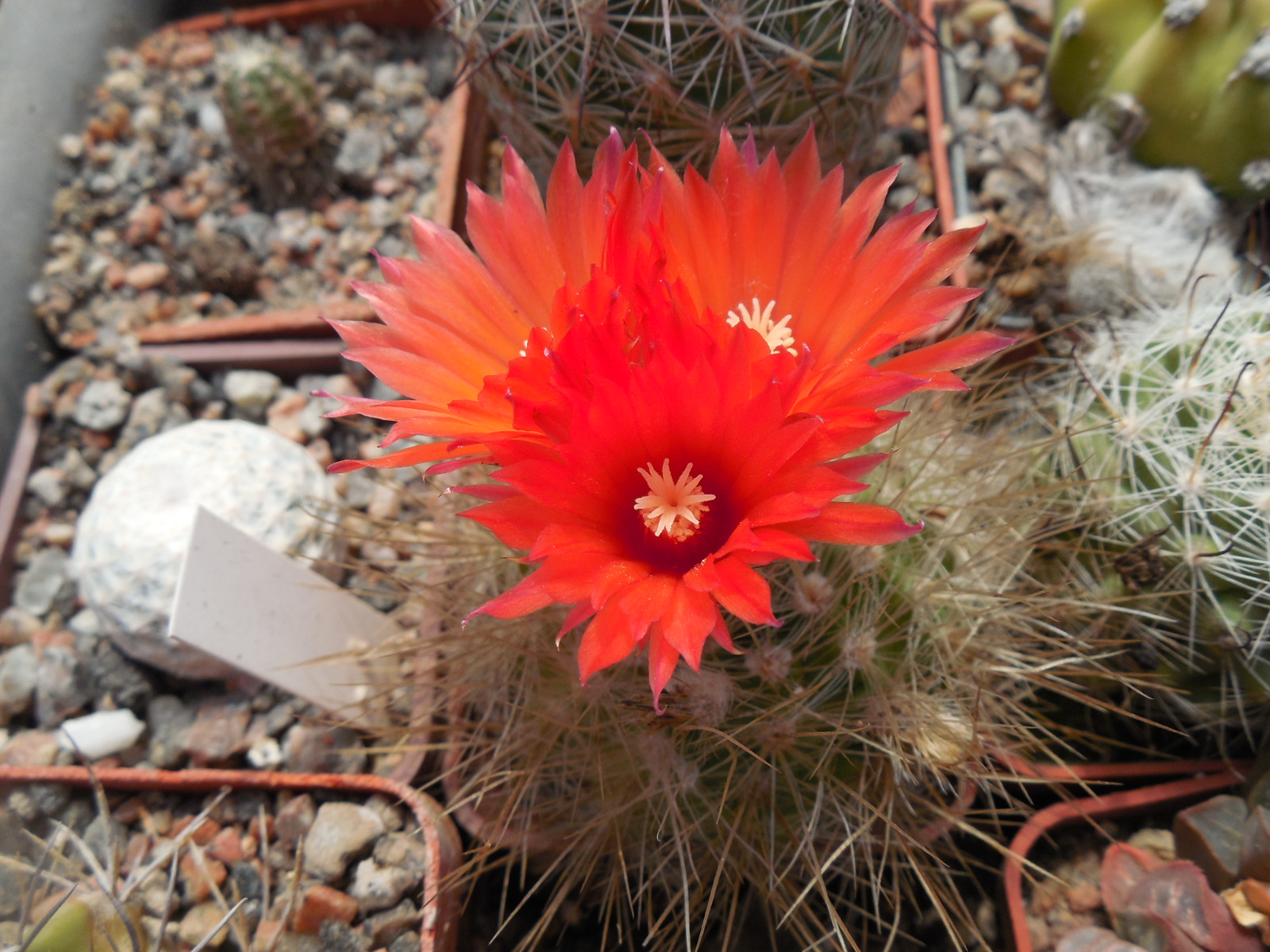 Parodia penicillata - v. nivosa