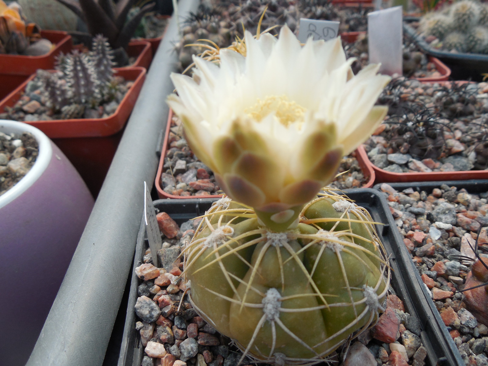 Gymnocalycium denudatum