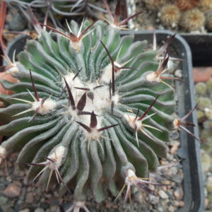 Echinofossulocactus ochoterenai L1092 - Kupcak
