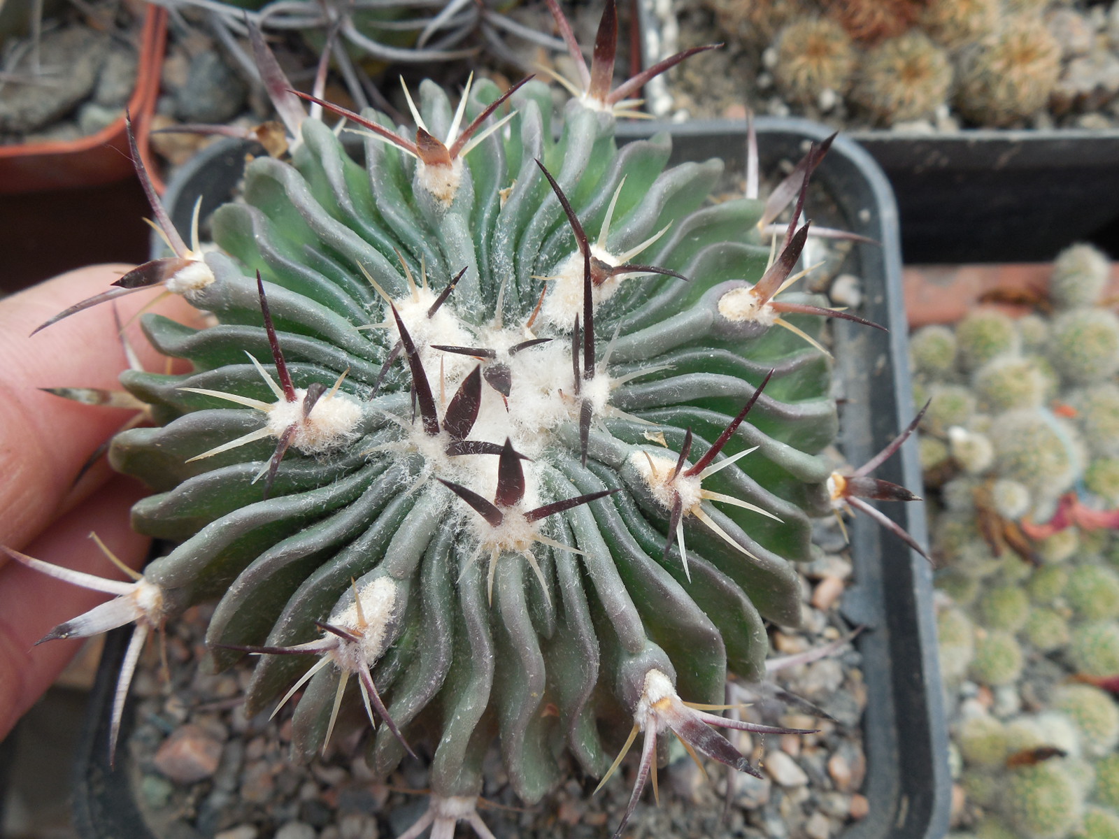 Echinofossulocactus ochoterenai L1092 - Kupcak