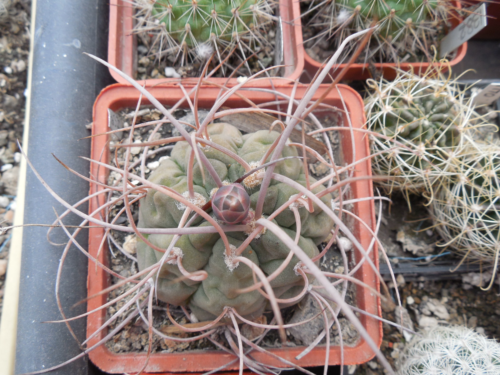 Gymnocalycium hossei STO 088 - 15 cm. long spines - MG -