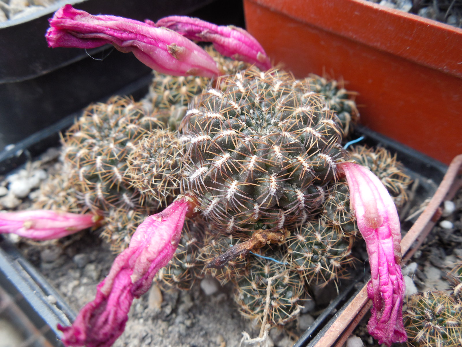 Sulcorebutia steinbachii