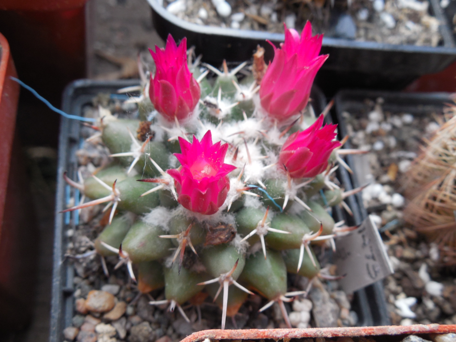 Mammillaria priesnitzii Z 97 — Jalpan, Queretaro — A, Plapp