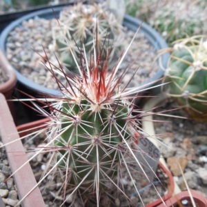 Echinocereus engelmanii - v.chrysocentrus - Indian Springs, NV. super spines - MG -