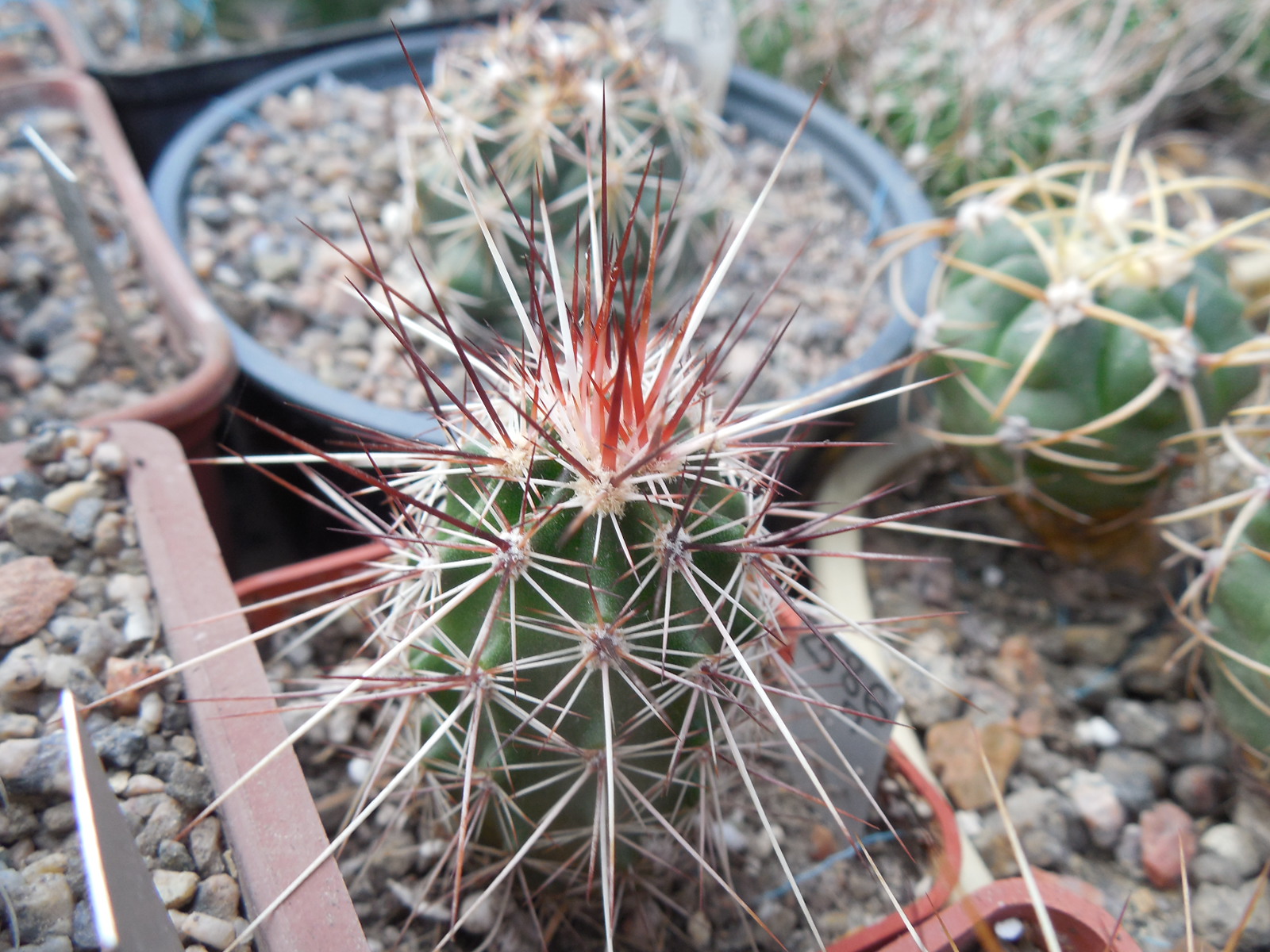 Echinocereus engelmanii - v.chrysocentrus - Indian Springs, NV. super spines - MG -