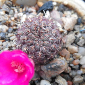 Sulcorebutia pulchra HS 78