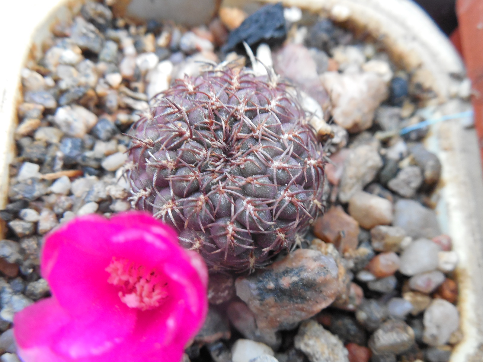 Sulcorebutia pulchra HS 78