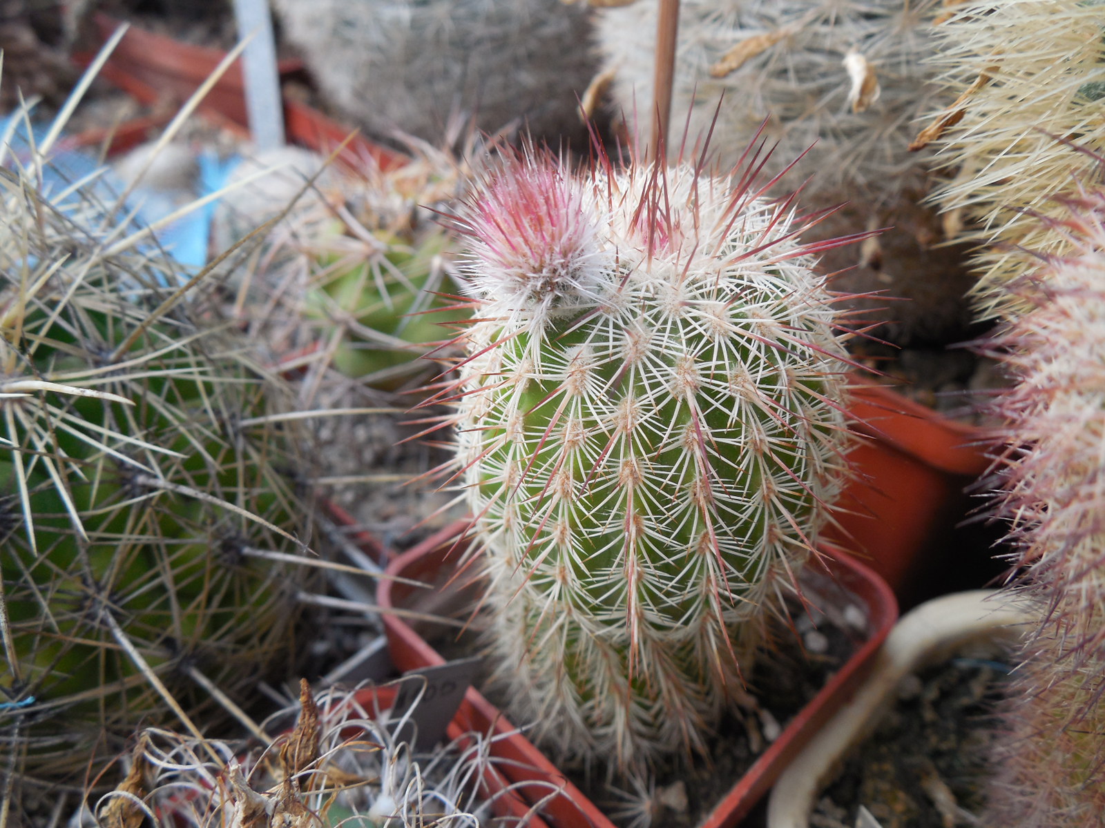 Echinocereus bristolii WM 9450 - El Novillo, Sonora - MG -