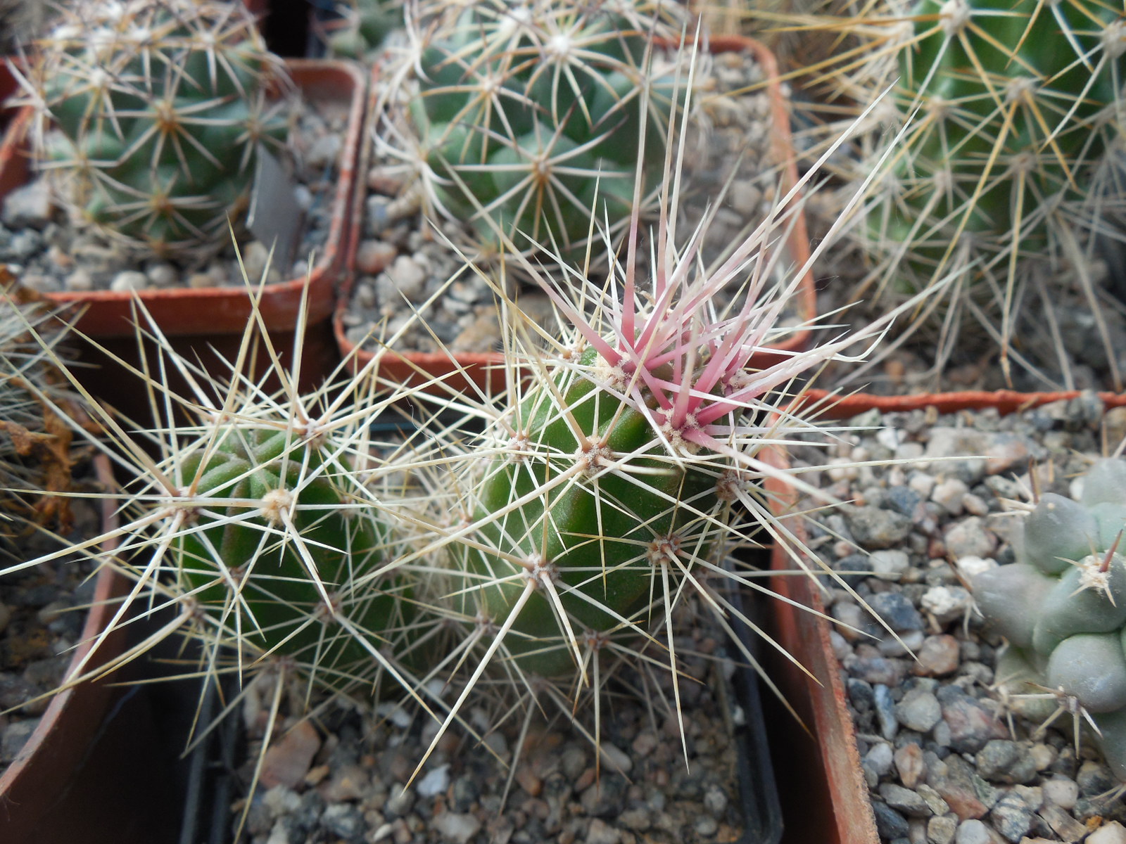 Echinocereus maritimus - v. hankockii - Hipolito,BCN - MG -
