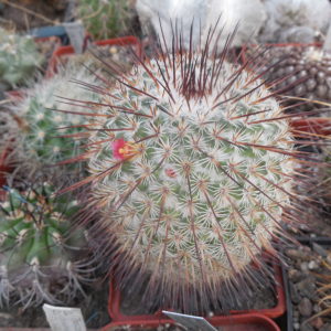 Mammillaria dixanthocentron - v.flavicentra - MG -