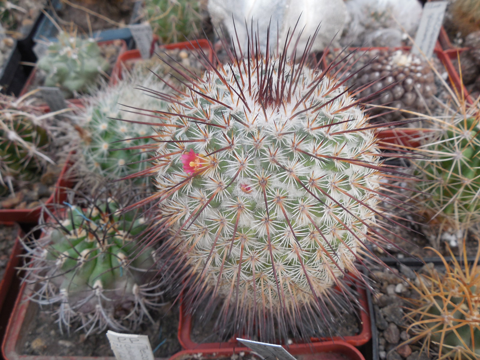 Mammillaria dixanthocentron - v.flavicentra - MG -
