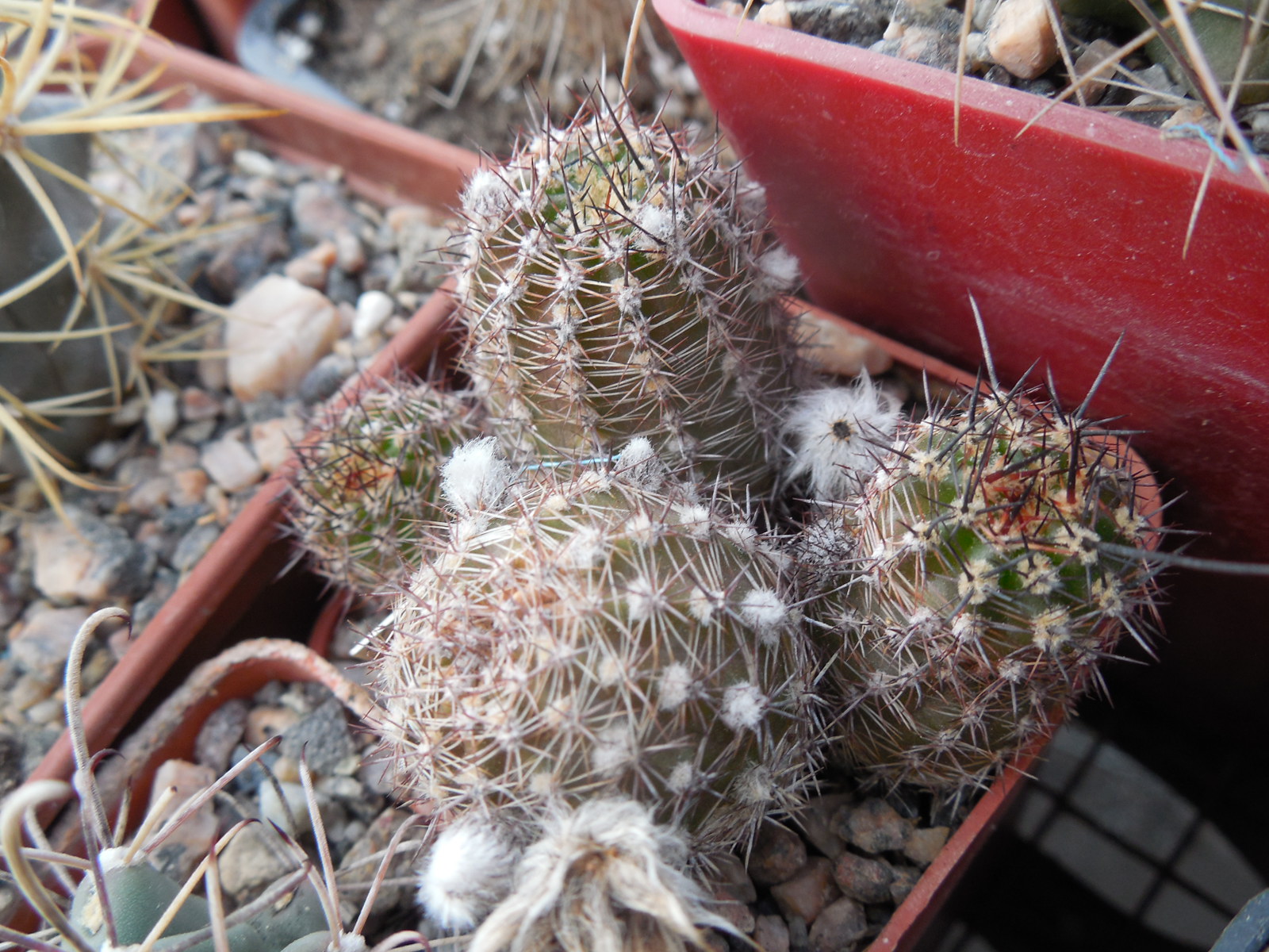 Lobivia aurea - v. schaferi
