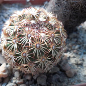 Coryphantha echinoidea SB 26 - MG -